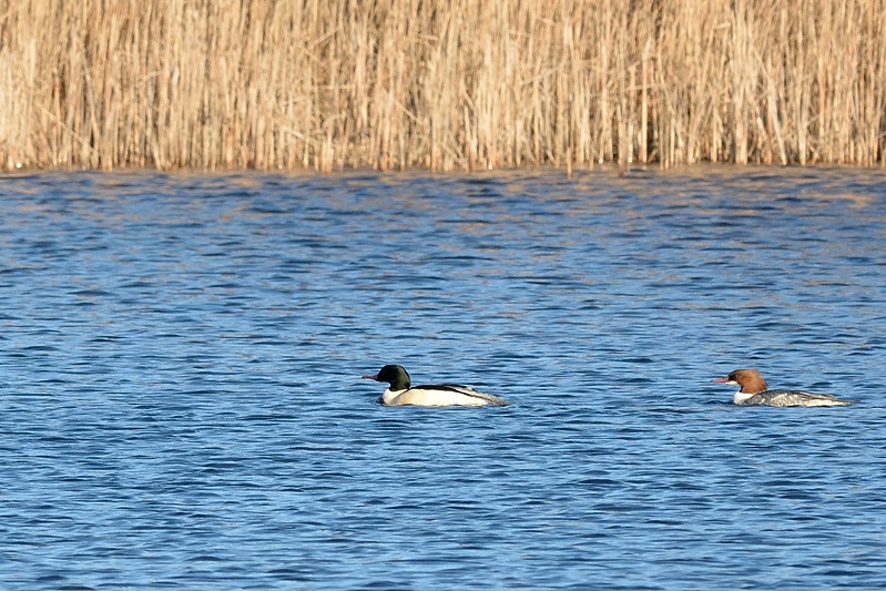 grote zaagbek